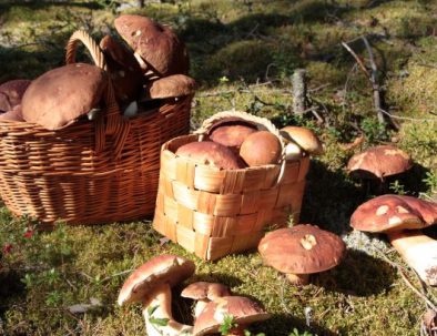 Rental cottage vuokramökki Saimaa mushrooms sienestys